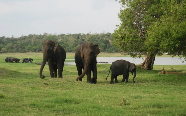 Safari and adventure tour experience in Sri Lanka featuring wildlife, nature, and outdoor exploration